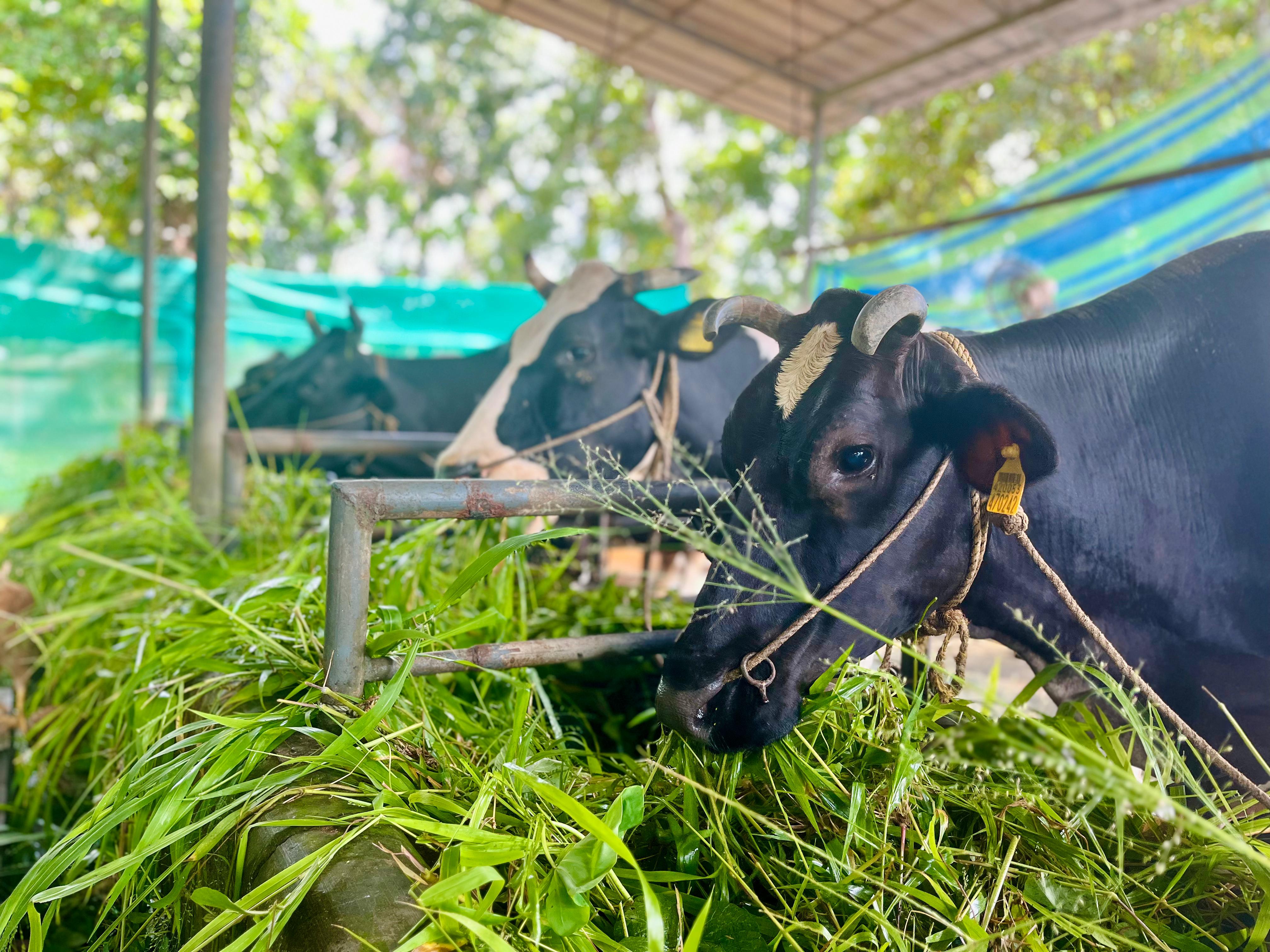 Farm Photo 4